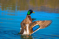 a