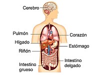 órganos del cuerpo humano