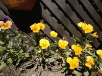 Flores