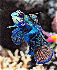 pez colorido