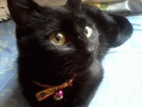 Mi Gatica Hermosa