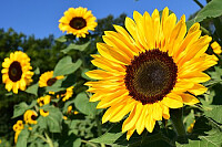 a