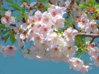 floração