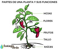 partes de la planta
