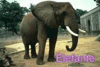 ELEFANTE