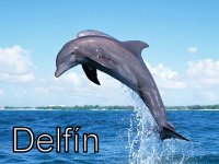 DELFIN