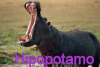 HIPOPOTAMO