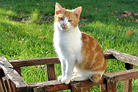 a