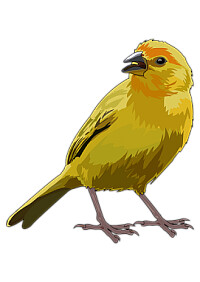 CANARIO