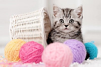 Gatonautas