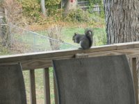 Porch Pet