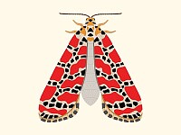 falena