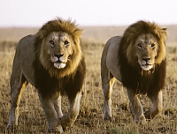 two lions