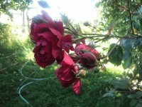 rosa