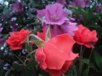 rosa