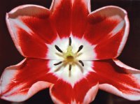Tulipán