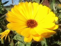 amarillo