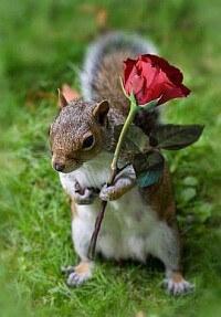 L 'ecureuil et la rose