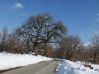 Vecchia quercia