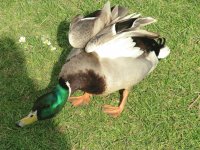 Mallard, Nantwich, UK