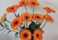 Gerberas, UK