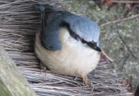 Nuthatch, UK