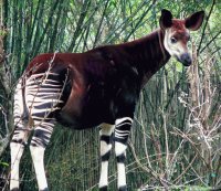 Okapi1