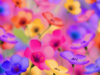 flores