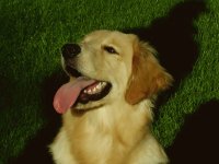 zeus de paseo