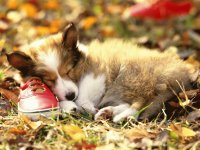 Napping puppy