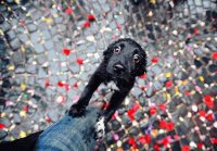 Playful pup