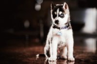 Husky puppy