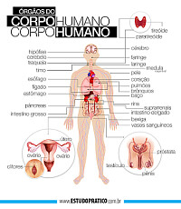 corpo humano