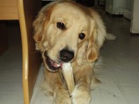 zeus con su hueso preferido