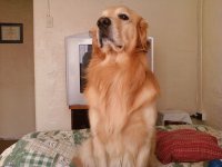 zeus atento 2011