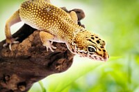 Leopard Gecko