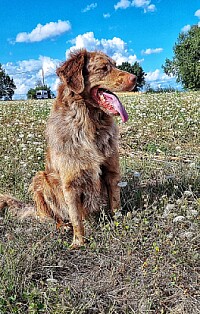 Chien