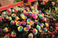 Rosas
