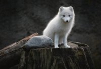 Ghost Fox