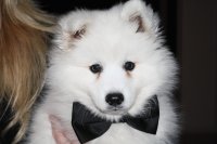 Cabo - Japanese Spitz - Sydney - Australia.