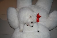 Cabo - Japanese Spitz on Bear- Sydney - Australia.